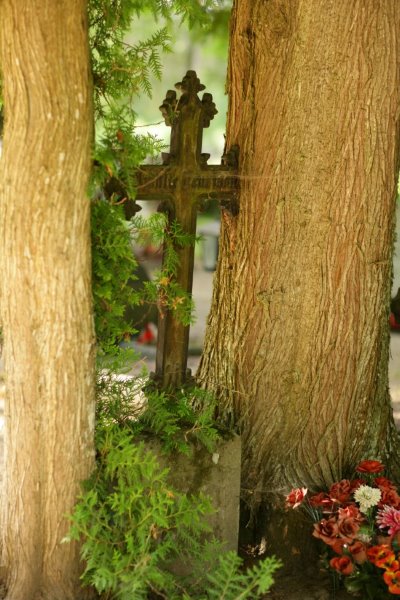 Amalie Laurisson puu sisse kasvanud vana rist